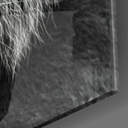 Tiger's Look Glass Wall Art